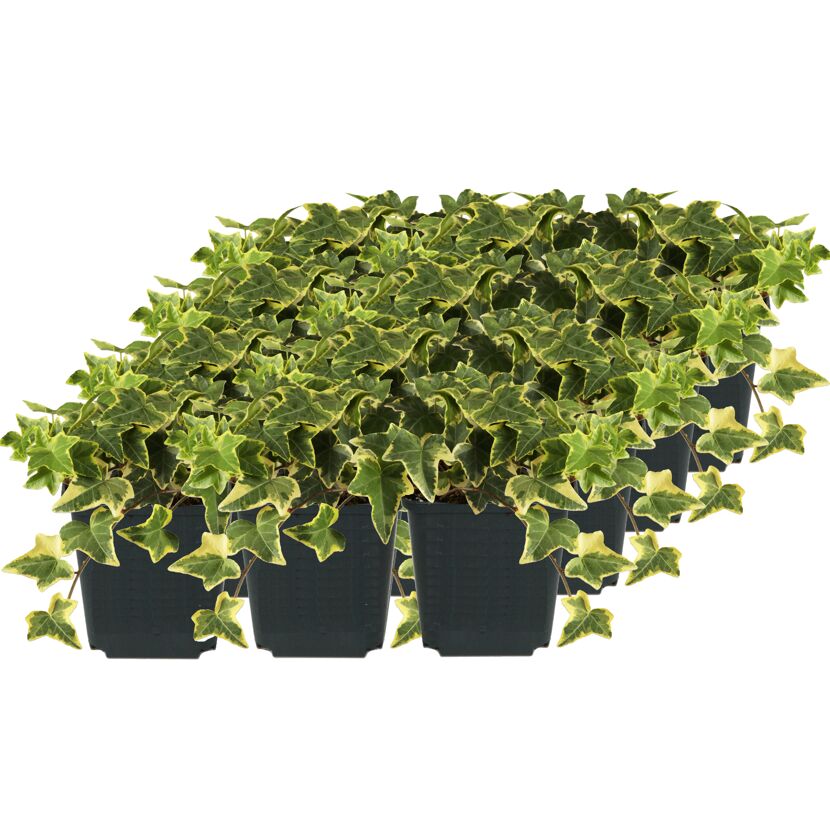 Efeu 'Gold Child' 1 qm 9 cm Topf, 12er-Set