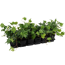 Efeu 'Green Ripple' 1 qm 9 cm Topf, 12er-Set