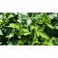 Nahaufnahme von Efeu Hedera Helix Shamrock