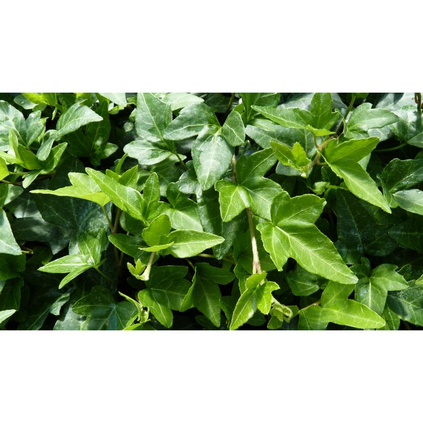 Nahaufnahme von Efeu Hedera Helix Shamrock