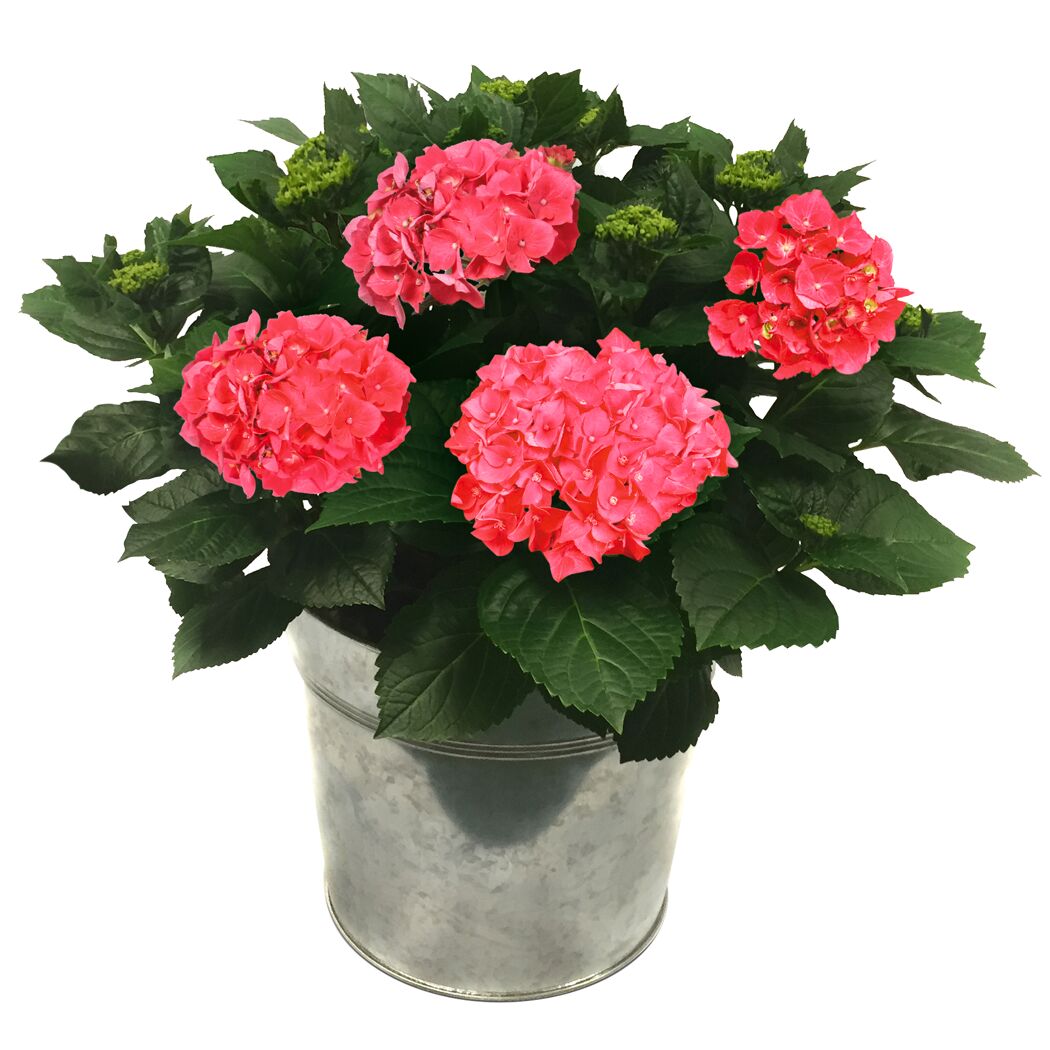 Hortensie verschiedene Farben im 23 cm Zinkeimer