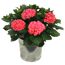 Hortensie verschiedene Farben im 23 cm Zinkeimer