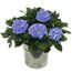 Hortensie verschiedene Farben im 23 cm Zinkeimer
