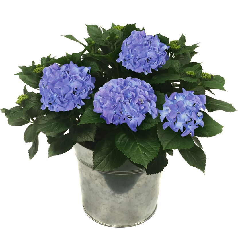 Hortensie verschiedene Farben im 23 cm Zinkeimer