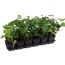 Efeu 'Hibernica' 9 cm Topf, 12er-Set