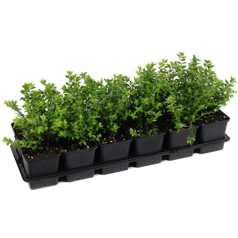 Sechs Pflanzen der Lonicera nitida in Anzuchttöpfen.