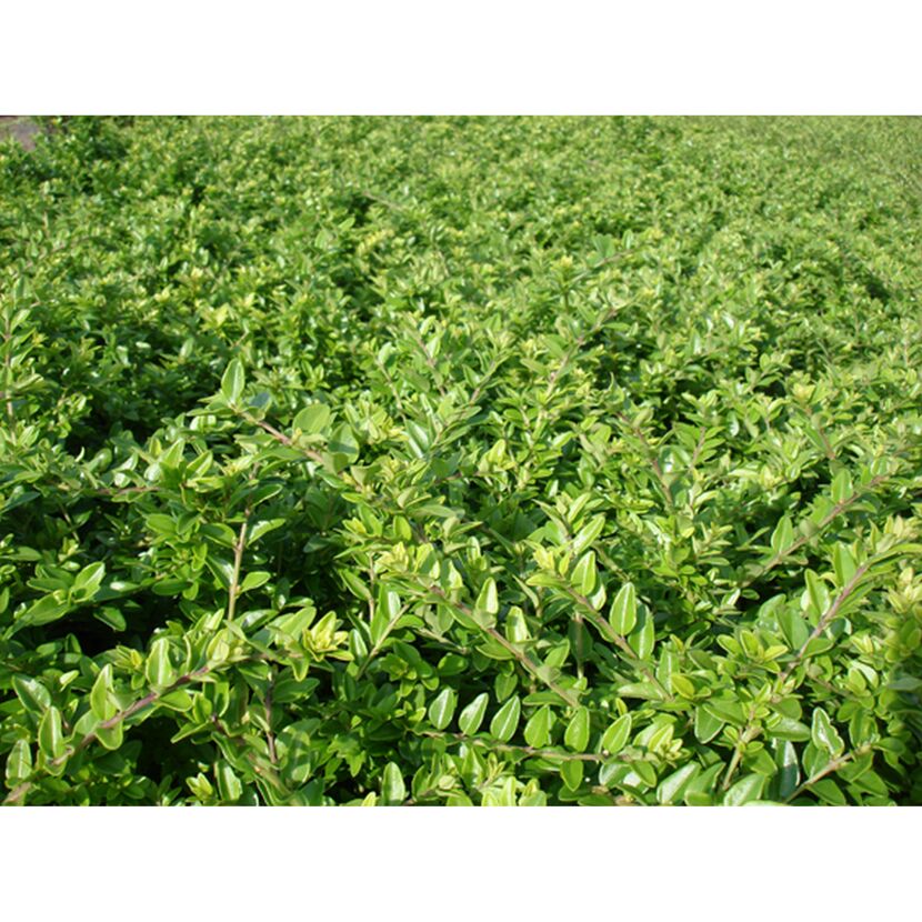 Grüne Heckenpflanze Lonicera nitida