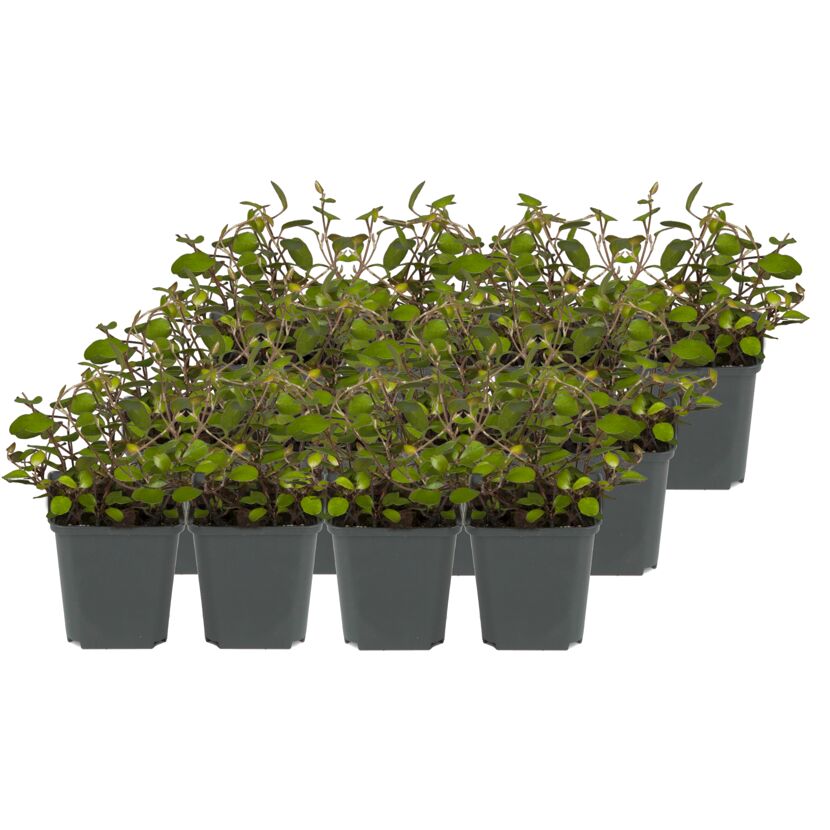 Neun Töpfe mit Mühlenbeckia