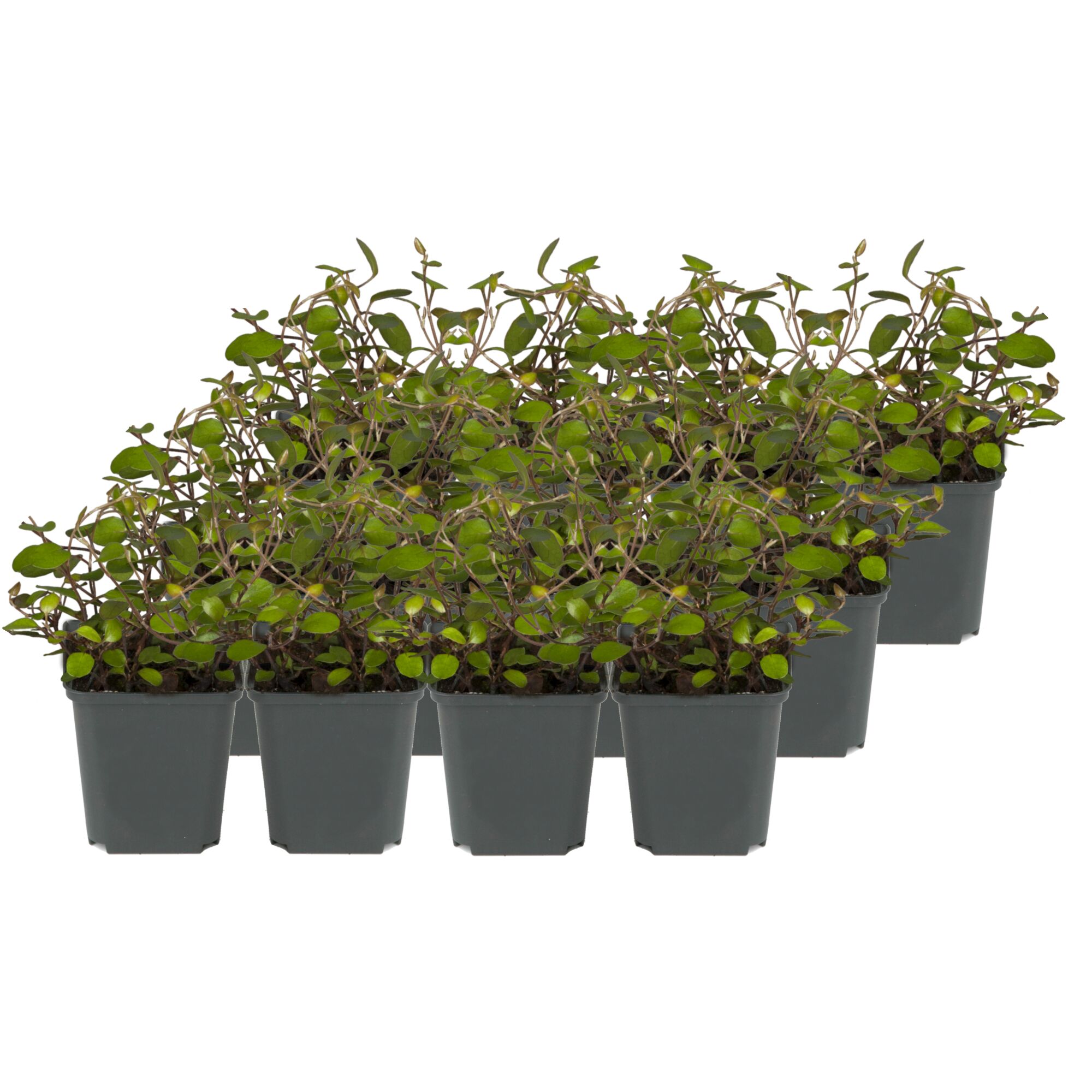 Neun Töpfe mit Mühlenbeckia