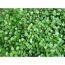 Muehlenbeckia axillaris