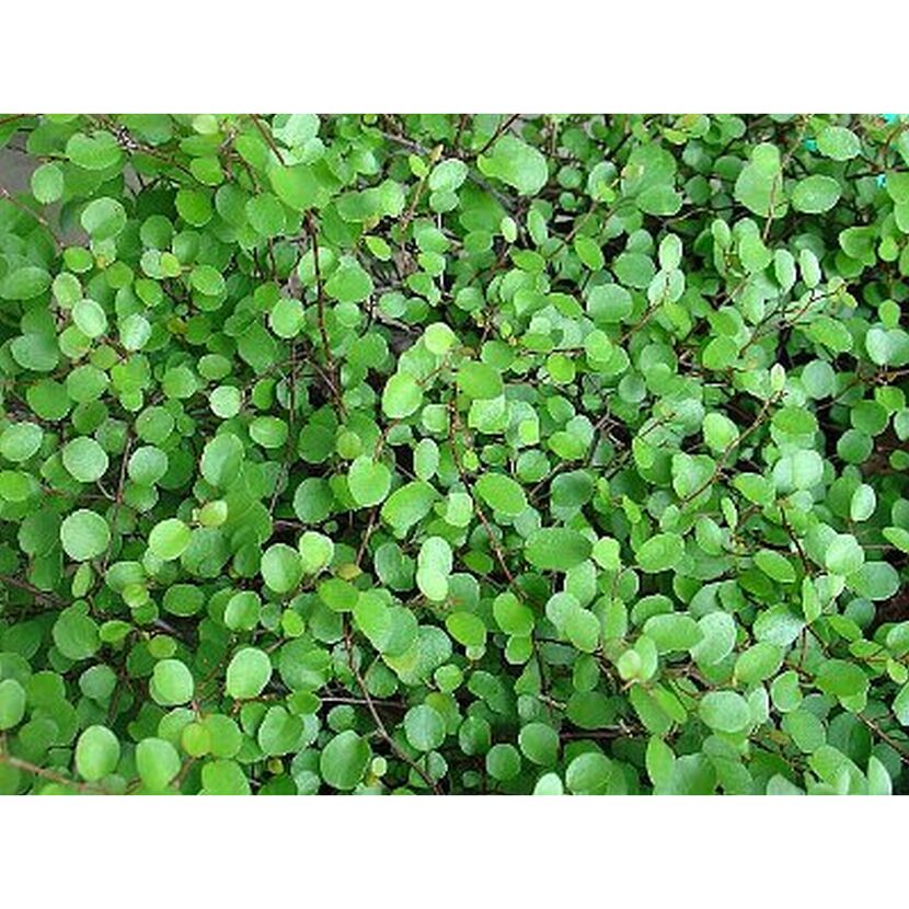 Muehlenbeckia axillaris