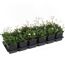 Fingerstrauch 'Nuuk' weiß 9 cm Topf, 12er-Set