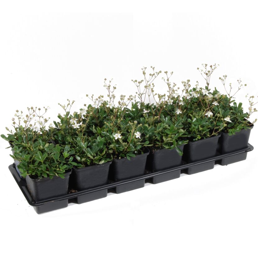 Fingerstrauch 'Nuuk' weiß 9 cm Topf, 12er-Set