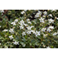 Verkleinertes Bild von Fingerstrauch 'Nuuk' weiß 9 cm Topf, 12er-Set