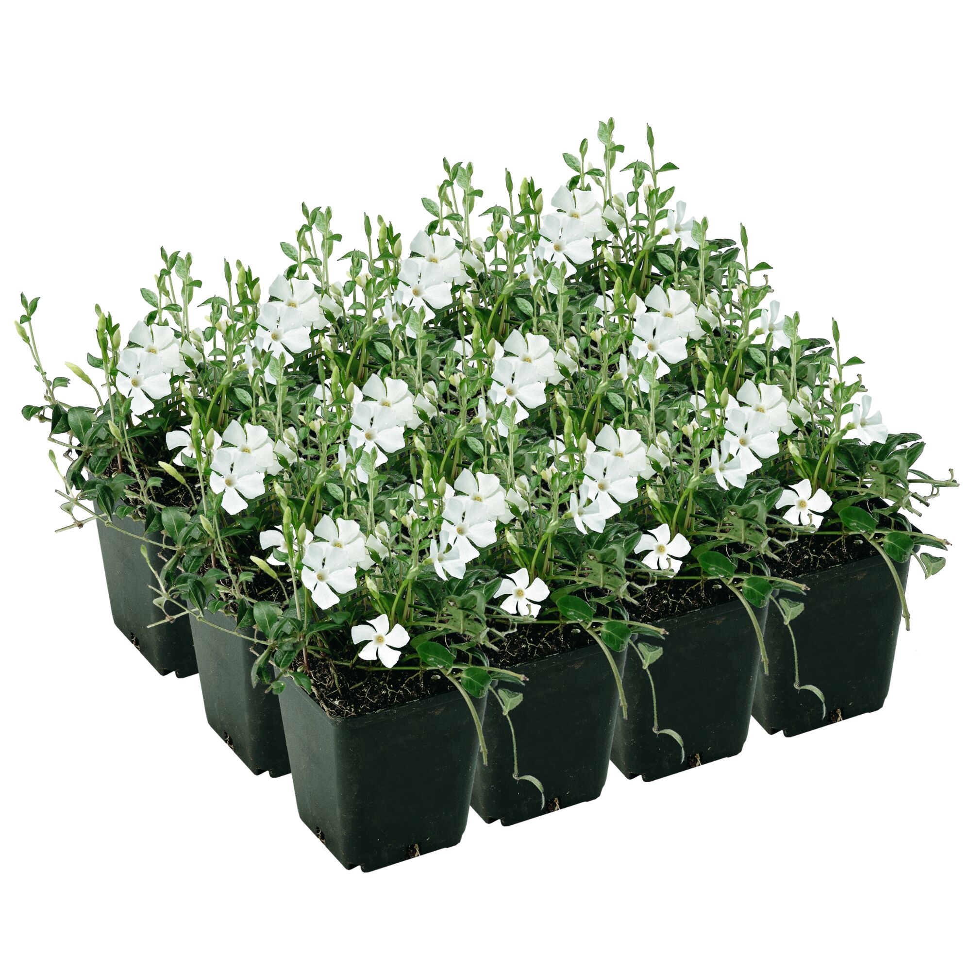 Weiße Blüten des Immergrüns in schwarzen Pflanztöpfen