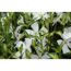 Weiße Blüten des Immergrüns