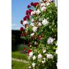 Rosa und rote Rosen an einem Rankgitter
