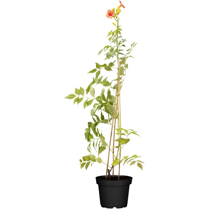 Trompetenwinde mit orangen Blüten im Topf