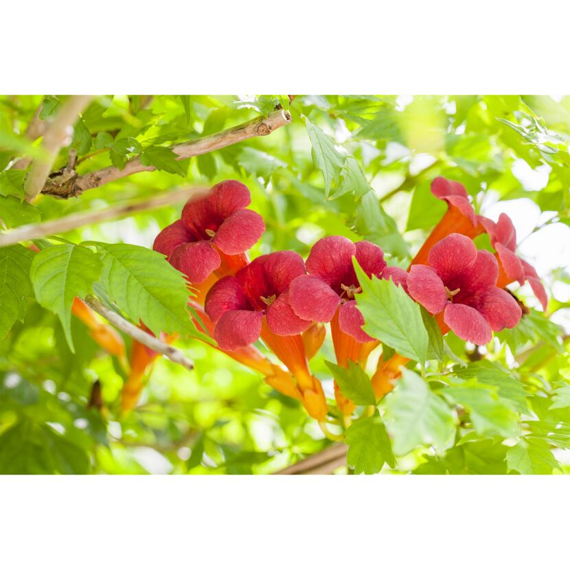 Trompetenwinde mit roten Blüten