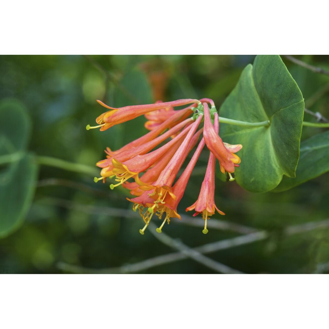 Nahaufnahme von orangefarbenen Blüten der Geißschlinge