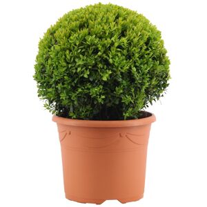 Buchsbaum-Kugel Ø 32 cm, 26 cm Topf