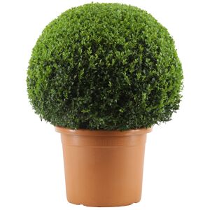Buchsbaum-Kugel Ø 70 cm, 40 cm Topf