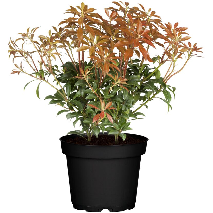 Schattenglöckchen 'Mountain Fire' weiß  17 cm Topf