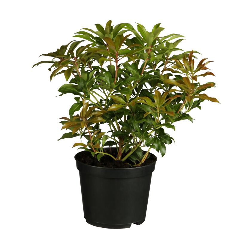 Lavendelheide, Pieris japonica, im schwarzen Topf