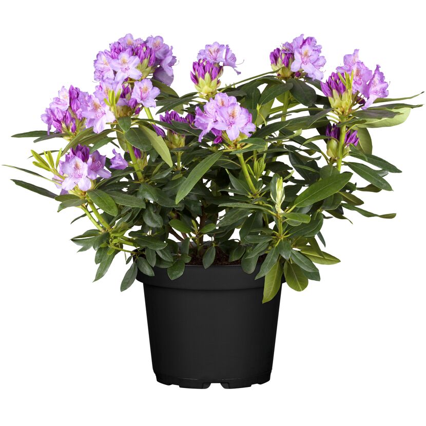 Rhododendron 'Catawbiense Grandiflorum' blau/lila 21 cm Topf