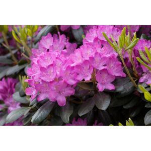 Rhododendron 'Roseum Elegans' rosa 21 cm Topf