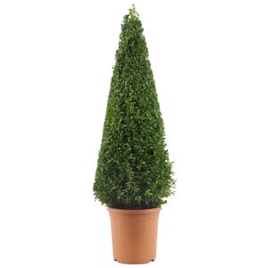Buchsbaum-Pyramide 70 cm, 23 cm Topf