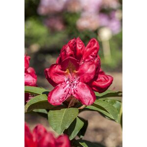 Rhododendron 'Junifeuer' rot 23 cm Topf