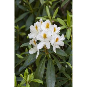 Rhododendron 'Jolly Madame' weiß 23 cm Topf