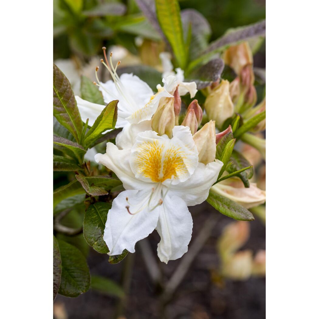 Laubabwerfende Azalee 'Möwe' weiß/rosa 23 cm Topf