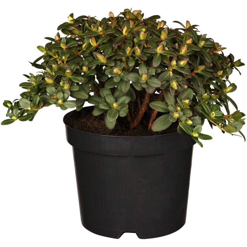 Zwerg-Rhododendron 'Wren' gelb 17 cm Topf