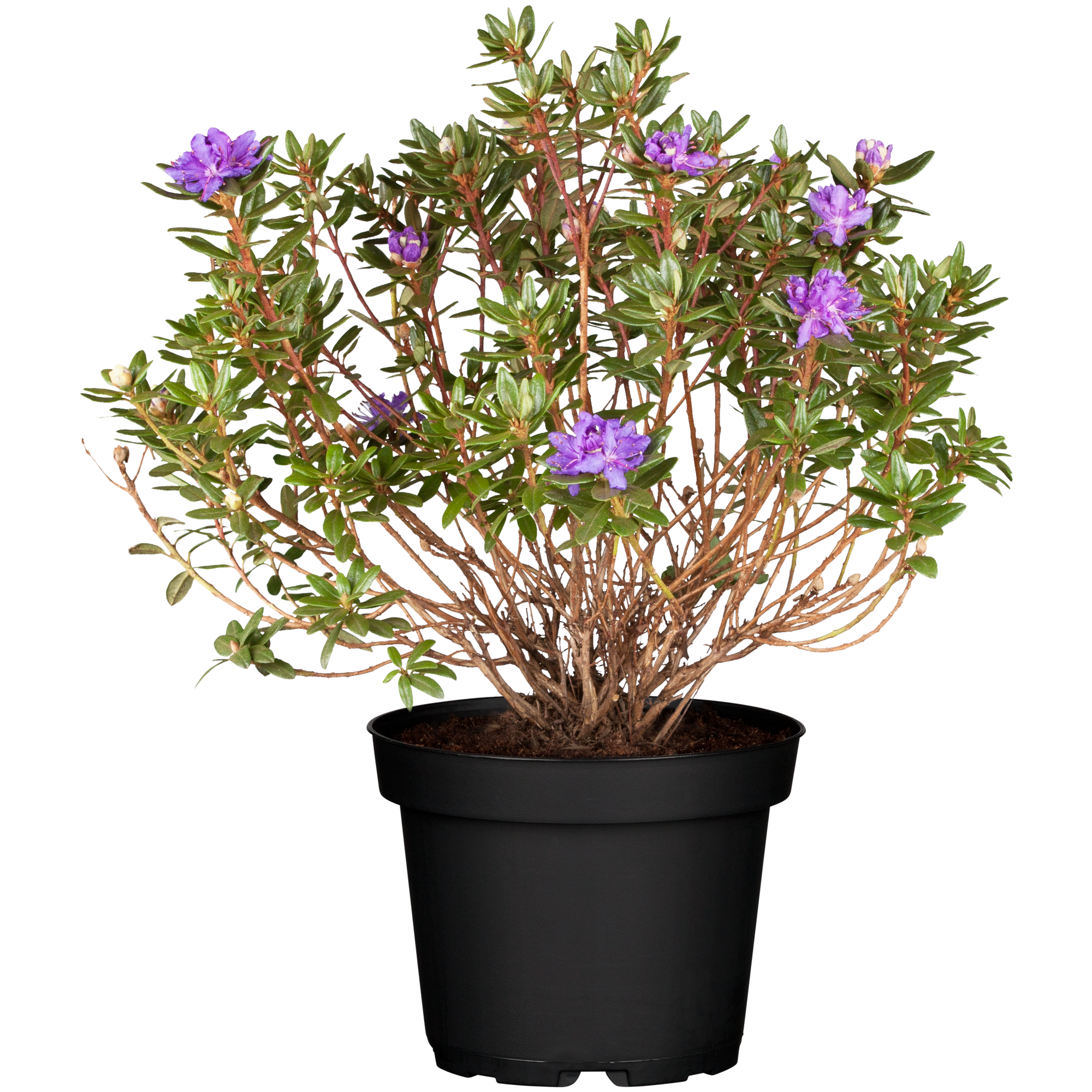 Zwerg-Rhododendron 'Azurika' violett/blau 17 cm Topf + product picture