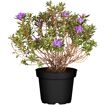 hauptbild