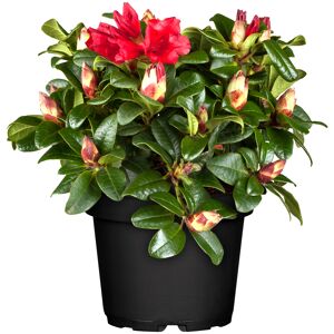 Zwerg-Rhododendron 'Scarlett Wonder' rot 17 cm Topf