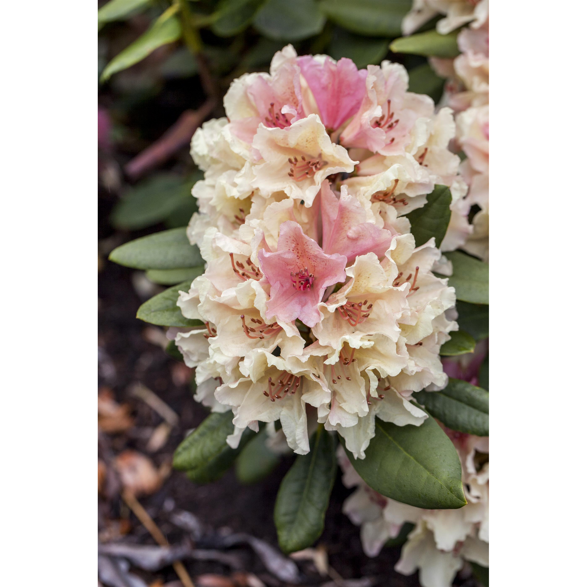 Rhododendron 'Percy Wiseman' gelb/rosa 23 cm Topf + product picture