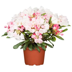Rhododendron 'Dreamland' rosa 23 cm Topf
