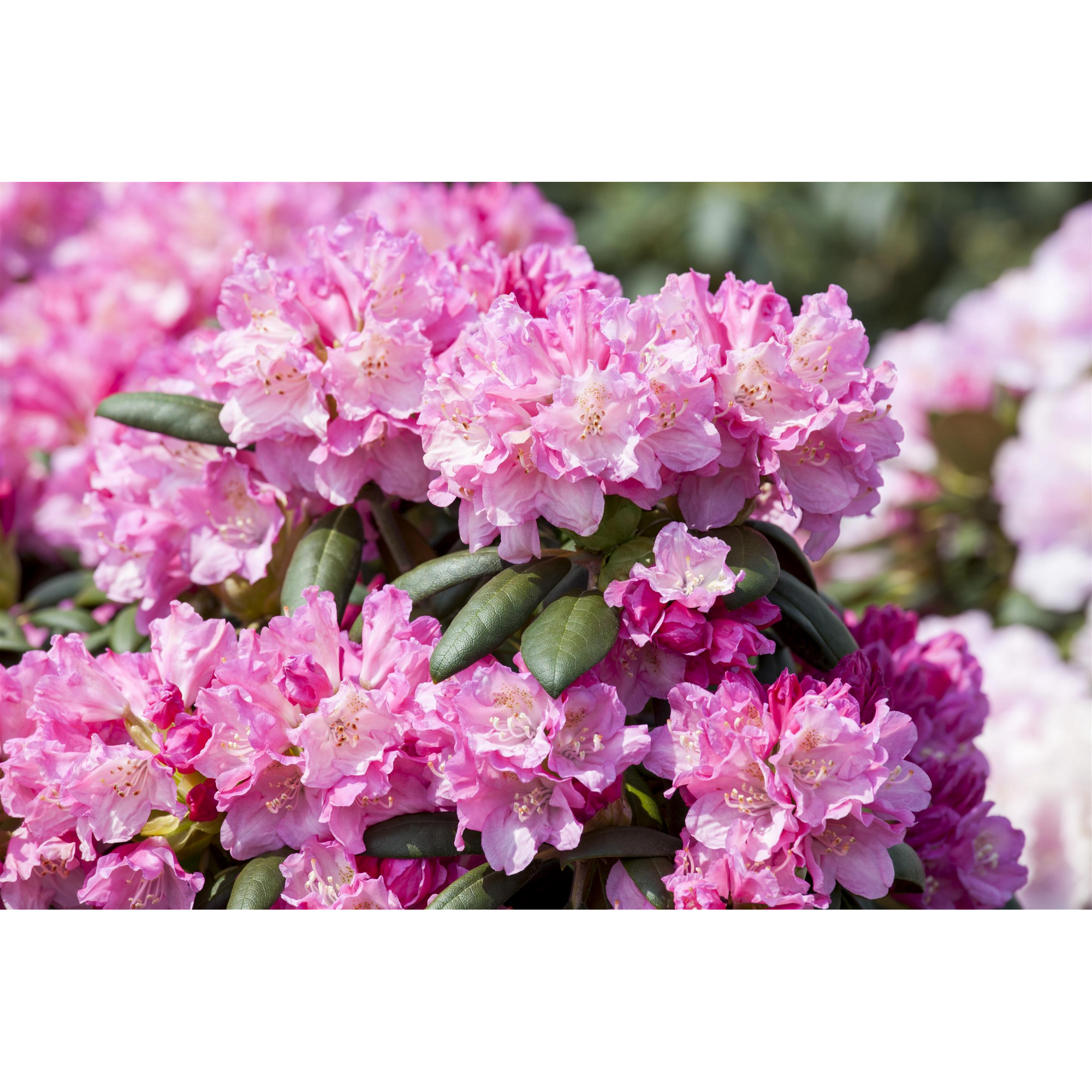Rhododendron 'Kalinka' rosa 24 cm Topf + product picture