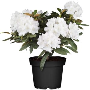 Rhododendron 'Schneekrone' weiß 24 cm Topf