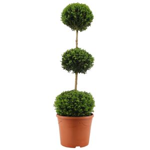 Buchsbaum-Stamm mit drei Kugeln, 31 cm Topf