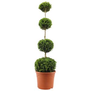 Buchsbaum-Stamm mit vier Kugeln, 31 cm Topf