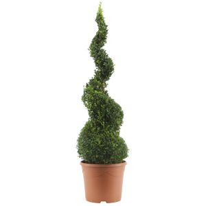 Buchsbaum-Spirale 90 cm, 31 cm Topf