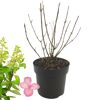 Rispenhortensie 'rosa' 23 cm Topf