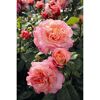 Rose 'Augusta Luise®' Halbstamm, 24 cm Topf