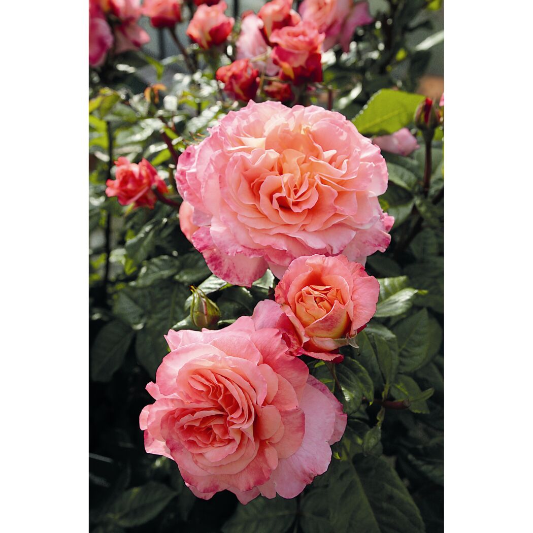 Rose 'Augusta Luise®' Halbstamm, 24 cm Topf