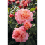 Rose 'Augusta Luise®' Halbstamm, 24 cm Topf