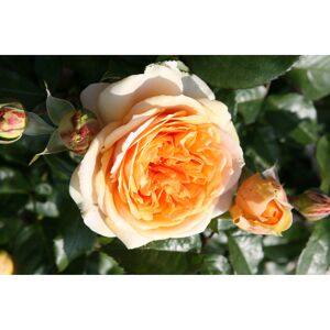 Rose 'Chippendale®' Halbstamm, 24 cm Topf
